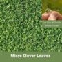 Micro Clover – Flawn Seed – 500 SQ FT